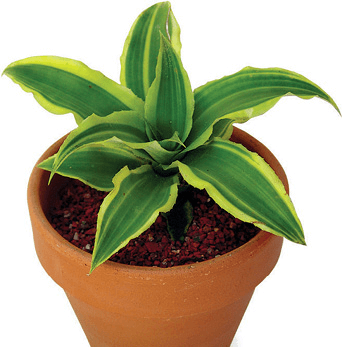 Green Earth Star, Starfish Plant: Cryptanthus acaulis