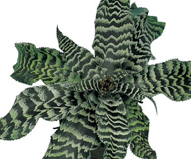 Zebra Plant: Cryptanthus zonatus