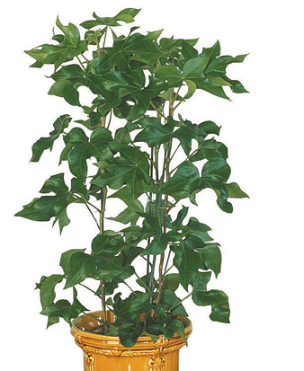 Aralia Ivy, Botanical Wonder, Fat-Headed Lizzie, Ivy Tree, Miracle Plant, Tree Ivy: X Fatshedera lizei