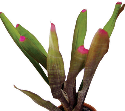 Fingernail Plant: Neoregelia spectabilis