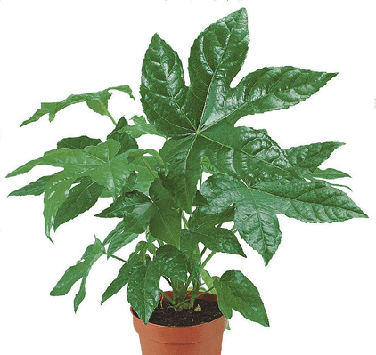 False Castor Oil Plant, Formosa Rice Tree, Glossy-Leaved Paper Plant, Japanese Fatsia, Paper Plant: Fatsia japonica