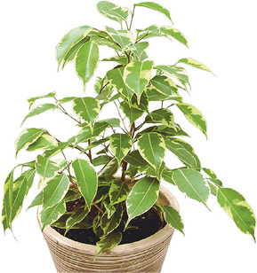 Benjamin Fig Tree, Benjamin Tree, Java Fig, Small-Leaved Rubber Plant, Tropical Laurel, Weeping Fig: Ficus benjamina
