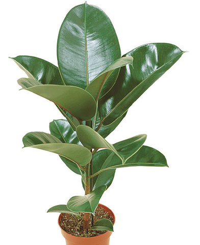 Assam Rubber, India Rubber Fig, India Rubber Plant, Rambong-Rubber, Rubber Plant, Snake Tree": Ficus elastica