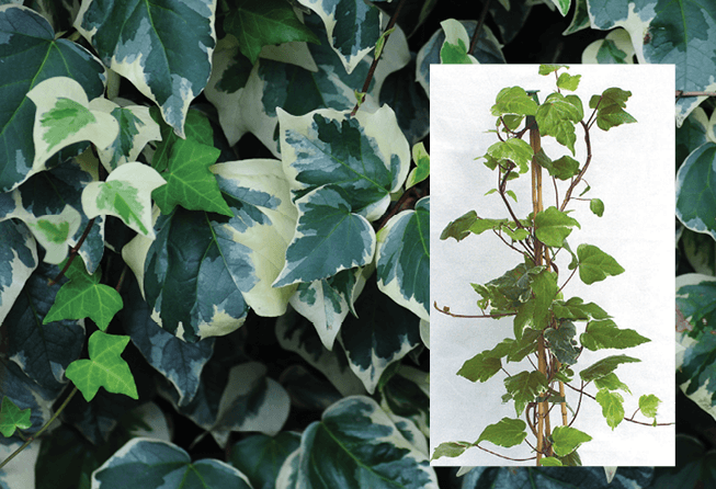 Variegated Canary Island Ivy: Hedera canariensis ‘Gloire de Marengo’