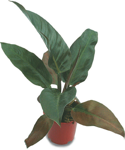 Blushing Philodendron, Red-Leaf Philodendron Philodendron erubescens Vigorous evergreen climber with arrow-shaped leaves up to 12in (30cm) long and 7in (18cm) wide on mature plants, borne on long purple leafstalks. When young, leaves are rose-pink, slowly becoming dark, glossy green with a coppery tinge. There are several forms, including ‘Red Emerald’ (compact, with arrow-shaped leaves, pale bronze when young, becoming dark olive-green with narrow, purplish edges) and ‘Burgundy’ (young foliage is coppery-red, gradually becoming olive-green with burgundy undersides).   Height: 4–6ft (1.2–1.8m) Spread: 15–18in (38–45cm) Winter: 55–64°F (13–18°C). Direct light without full sun Summer: 64–75°F (18–24°C). Direct light without full sun, or indirect light Care: In winter, keep compost barely moist; in summer, water freely but ensure good drainage, and feed every 3–4 weeks. Repot young plants annually in spring, and thereafter about every 2 years. When large, top-dress the compost. Provide a moss-covered pole for support. Propagation: Divide congested plants in early summer. Place in 61–64°F (16–18°C) until established.