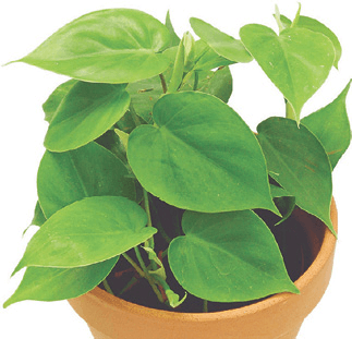 Heartleaf Philodendron, Sweetheart Plant, Sweetheart Vine: Philodendron scandens