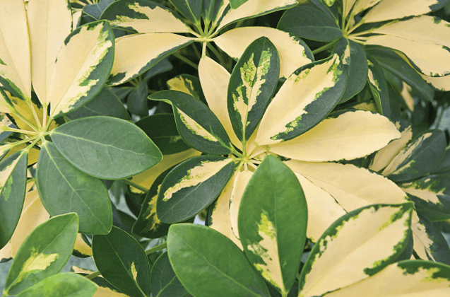 Green Rays, Parasol Plant, Star Leaf, Umbrella Tree: Schefflera arboricola