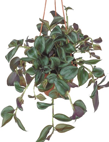Inch Plant, Silvery Inch Plant, Wandering Jew: Tradescantia zebrina