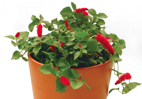 Chenille Plant, Foxtail, Philippine Medusa, Red Cattail, Red-Hot Cat’s Tail: Acalypha hispida