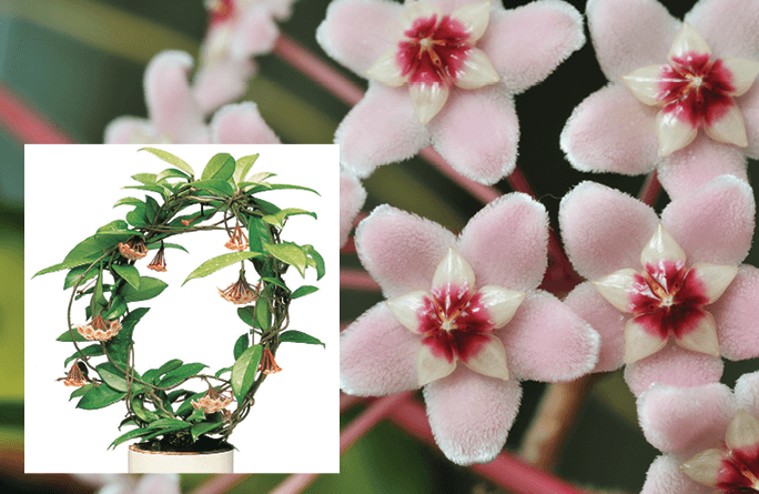 Honey Plant, Porcelain Flower, Wax Plant: Hoya carnosa