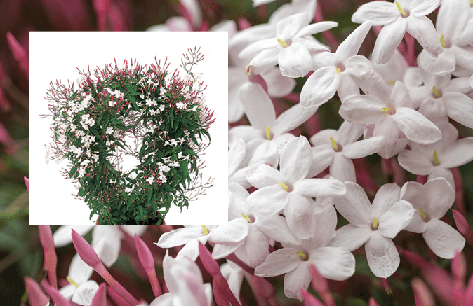 Jasmine, Pink Jasmine, Poet’s Jassamine: Jasminum polyanthum