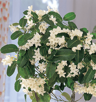 Floradora, Madagascar Jasmine, Wax Flower: Stephanotis floribunda