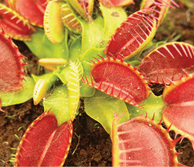 Venus Fly Trap: Dionaea muscipula