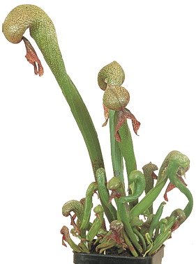 Californian Pitcher Plant, Cobra Lily, Cobra Orchid, Hooded Pitcher Plant: Darlingtonia californica