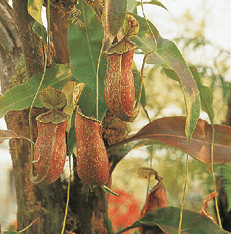 Pitcher Plant: Nepenthes x coccinea