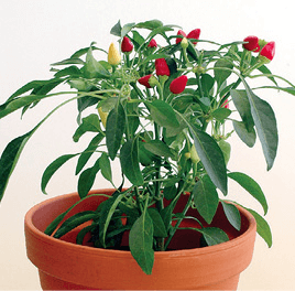 Chili, Christmas Pepper, Green Pepper, Ornamental Pepper, Red Pepper: Capsicum annuum