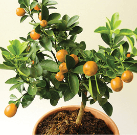 Calamondin Orange, Panama Orange: x Citrofortunella microcarpa (also: Citrofortunella mitis)