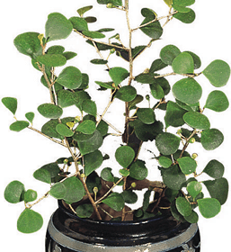 Mistletoe Fig, Mistletoe Rubber Plant, Mistletree: Ficus deltoidea var. diversifolia (also: Ficus diversifolia)