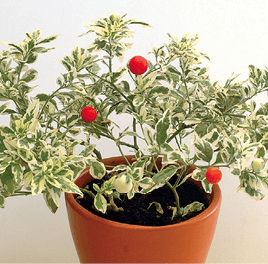 False Jerusalem Cherry, Winter Cherry: Solanum capsicastrum