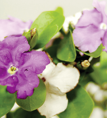 Brunfelsia pauciflora (Yesterday, Today, and Tomorrow)