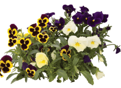 Cupid’s Bower, Hot Water Plant, Monkey-Faced Pansy, Mother’s Tears, Widow’s Tears: Achimenes hybrids
