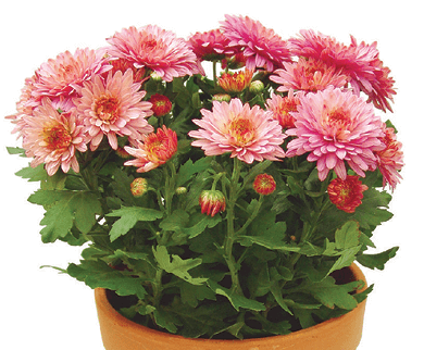 Chrysanthemum: All-Year-Round Types