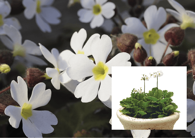 Baby Primula, Fairy Primrose, Fairy Primula: Primula malacoides