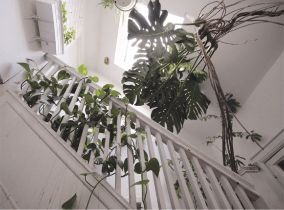 Sometimes, it’s more about maturity than abundance. This stairwell has only about a dozen plants; the appeal comes from how they have grown into the space.