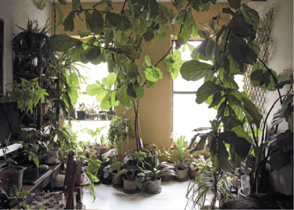 The mature jungle is more than a room filled with plants; it’s really an indoor tropical garden where the plants have grown to suit their environment.