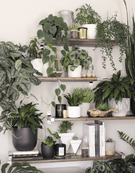 Neutral-colored pots play nicely with different shades of green.