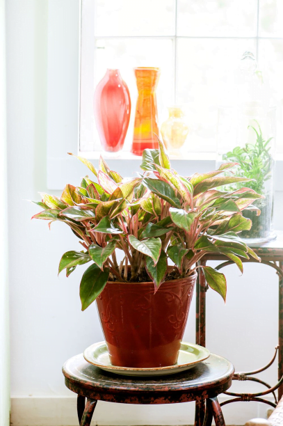 Aglaonema ‘Crete’ is one of the new generation of wowzers.