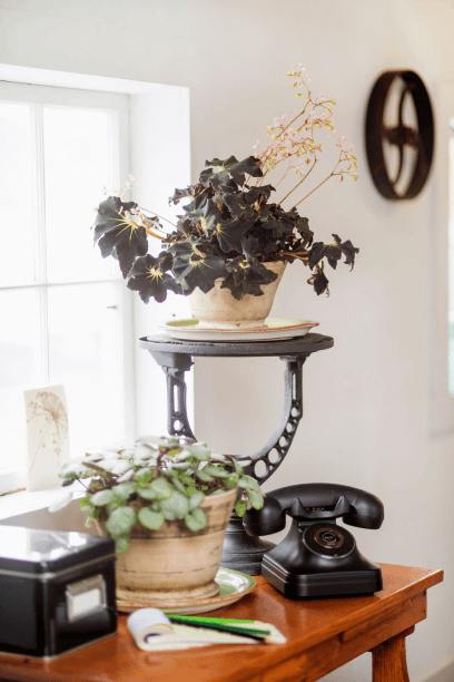 Begonia ‘Black Truffles’ has an incredibly long blooming spree. It continues flowering from midwinter until summer.