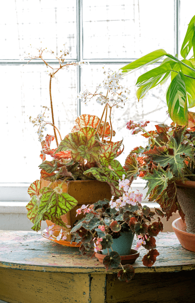 Not only are leaf shapes wildly varied in the rhizomatous begonia group, but the size range also runs the gamut. Begonia ‘Cowardly Lion’ (far left) is medium size compared to miniature B. ‘Bethlehem Star’ (front) and B. ‘Palomar Prince’.