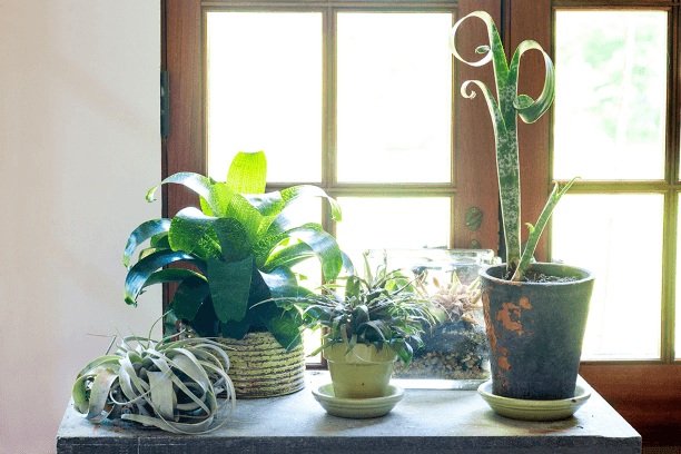 You can find bromeliads that take up a big chunk of space, but Vriesea fenestralis, cryptanthus, and Quesnelia marmorata remain small, while air plant Tillandsia xerographica (the curly silver number) doesn’t even need a container.