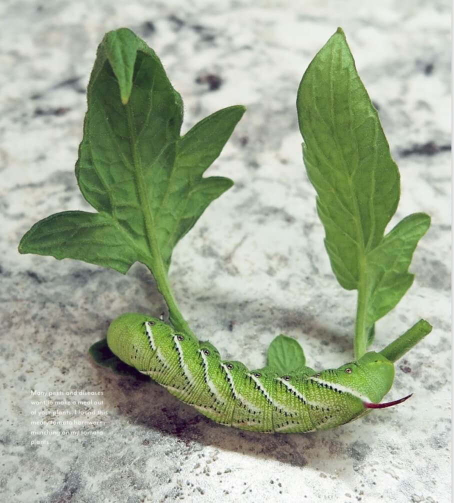 Many pests and diseases want to make a meal out of your plants. I found this meaty tomato hornworm munching on my tomato plants. 
