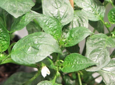 Aphids are a common pest problem on pepper seedlings and large plants as they are growing indoors. You can typically use soapy water or an insecticidal soap to rid your indoor plants of aphids. However, once you move the plants to the outside garden or patio containers, the aphids usually disappear naturally thanks to the environmental conditions and insect predators. 