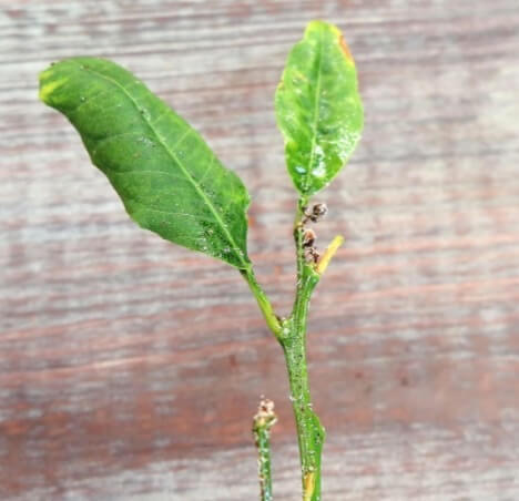 Left untreated, aphids and whiteflies did a lot of damage to my young citrus cuttings, causing them to lose many of their leaves and flower buds. 