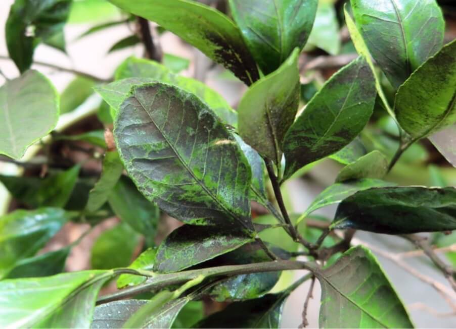 Citrus cuttings and mature plants are particularly susceptible to sooty mold, which can completely cover leaves of infected plants. You can use some soapy water to gently scrub the sooty mold off the leaves. 