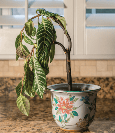 Wilting can be the result of excessive watering.