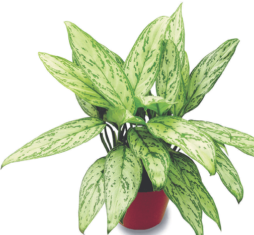 Chinese Evergreen: Aglaonema commutatum