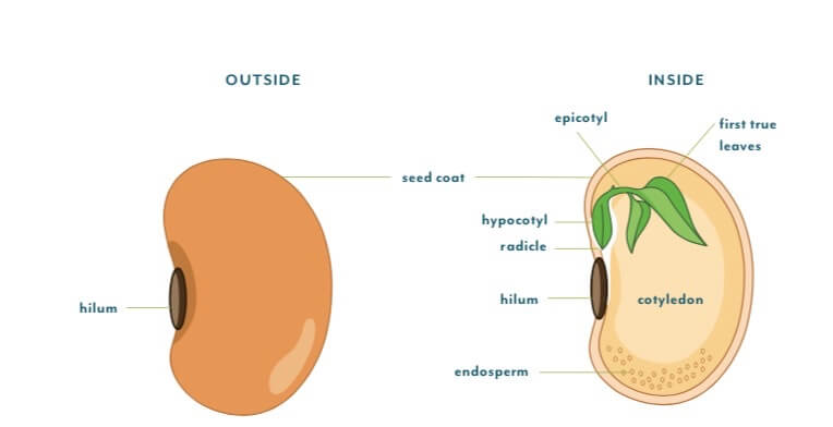 The anatomy of a bean seed. Bean seeds are protected by a seed coat, or testa. 