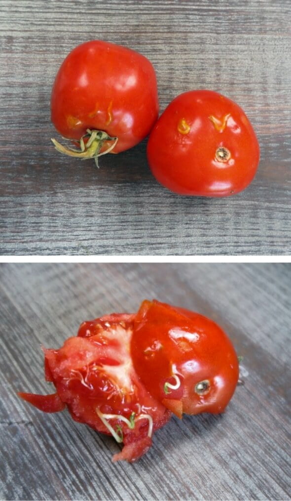 The germination inhibitors inside this decaying tomato have broken down and the seeds inside have begun to germinate. By the way, don’t eat those tiny tomato sprouts if you find them in your tomato fruit—tomatoes are in the nightshade family and the stems and leaves contain toxins.  