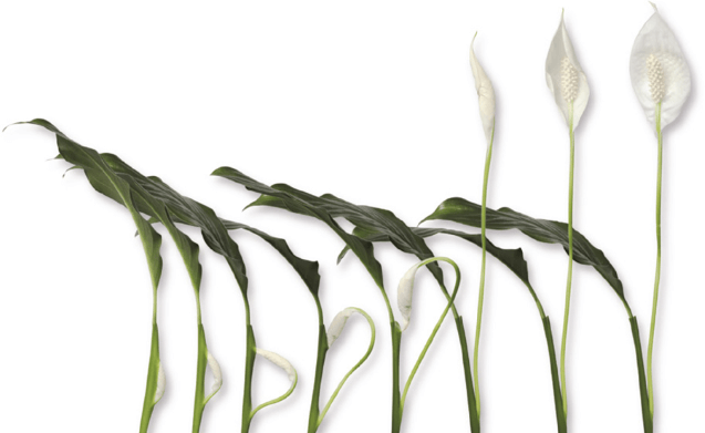 The development of a peace lily bloom—the entire process takes a few weeks.