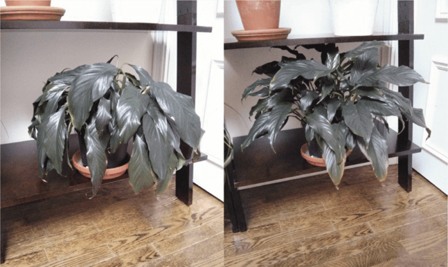Giving a wilting peace lily an immediate soaking will get it to perk back up, but don’t make a habit of letting it get to this wilted state—roots can be permanently damaged, causing the corresponding leaves to not regain their spring. 