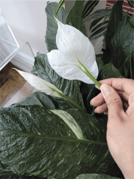 Heavy application of gibberellic acid can sometimes lead to irregularities in peace lily blooms—such as multiple flowers growing from the same stem (right). Compare this with a regular peace lily bloom (left).