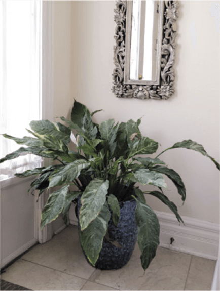 A large variegated peace lily enjoying filtered light—sun shining through a white sheer curtain.