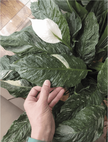 The variegated peace lily has lovely white splashes and a rough textured leaf.