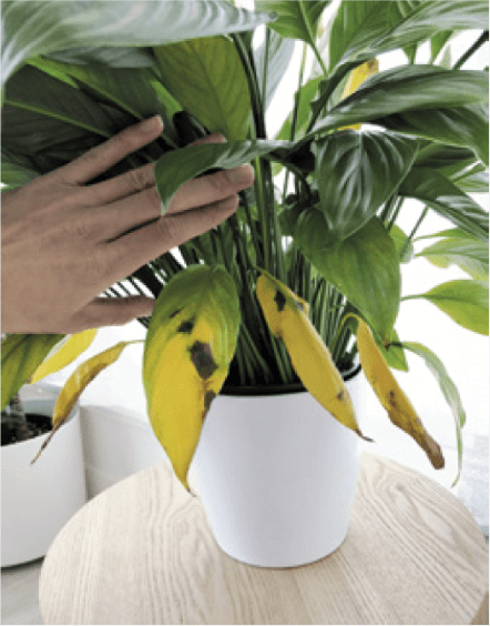 If your peace lily was fresh from the nursery, you may notice many older leaves yellowing and/or developing brown spots as the plant adjusts to your home environment.