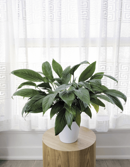 The same peace lily after a good post-blooming maintenance session.