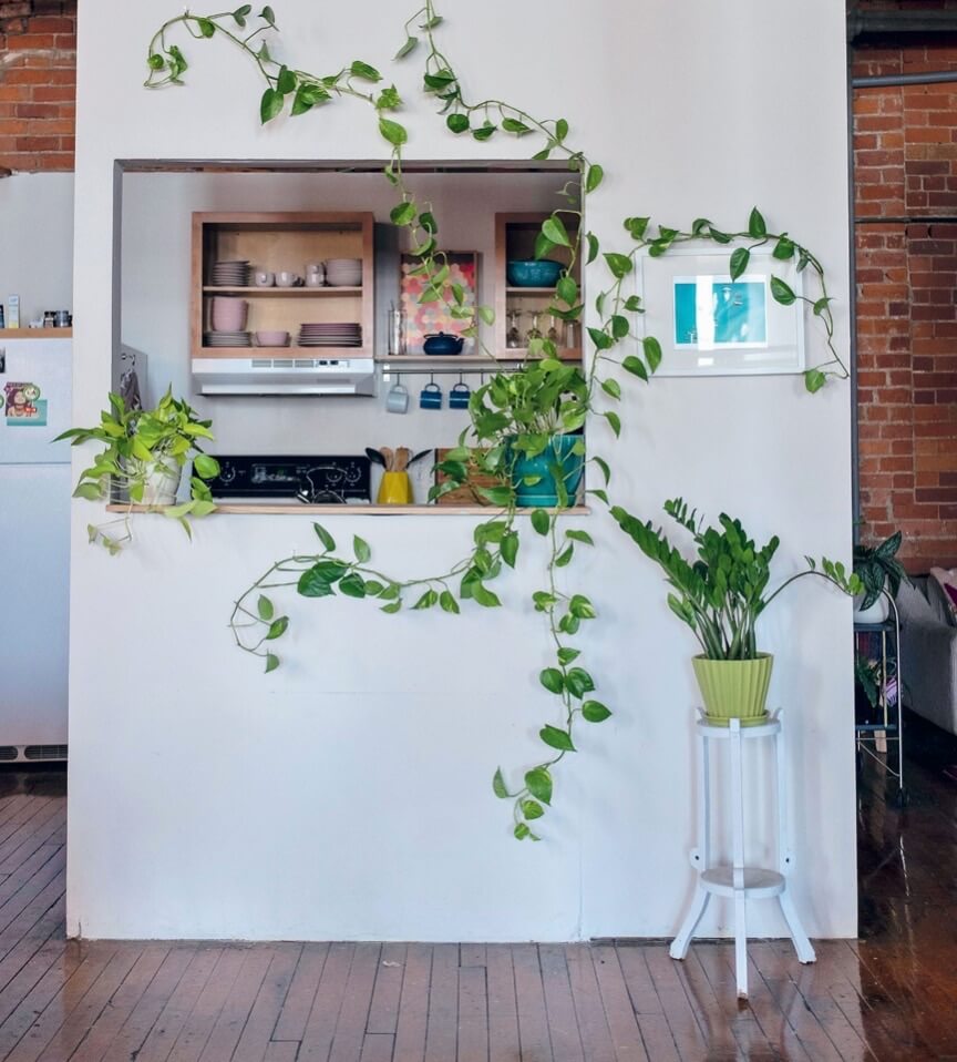 If you have a window you would like to frame with vines, use small nails—or adhesive hooks, if you are renting or don’t want to damage your walls—to rest the stems where you want them to climb.